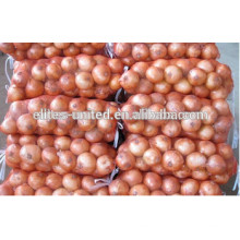 export fresh onion in Qingdao China